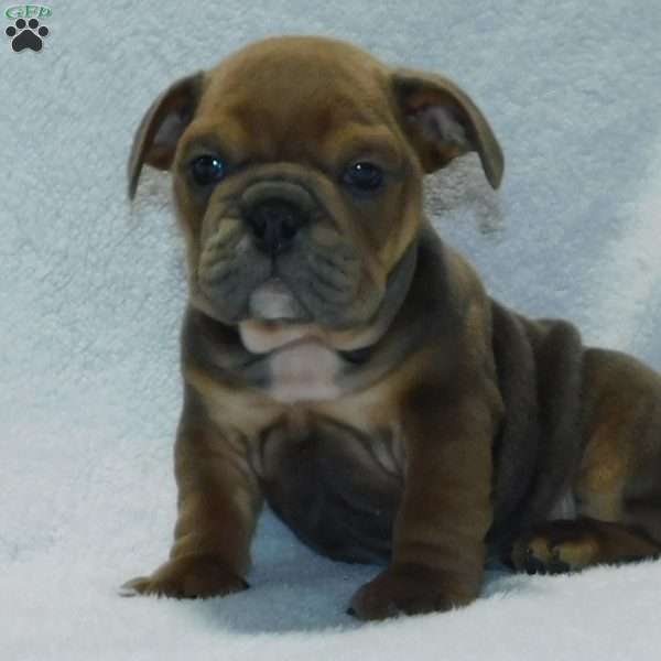 Rolo, Beabull Puppy